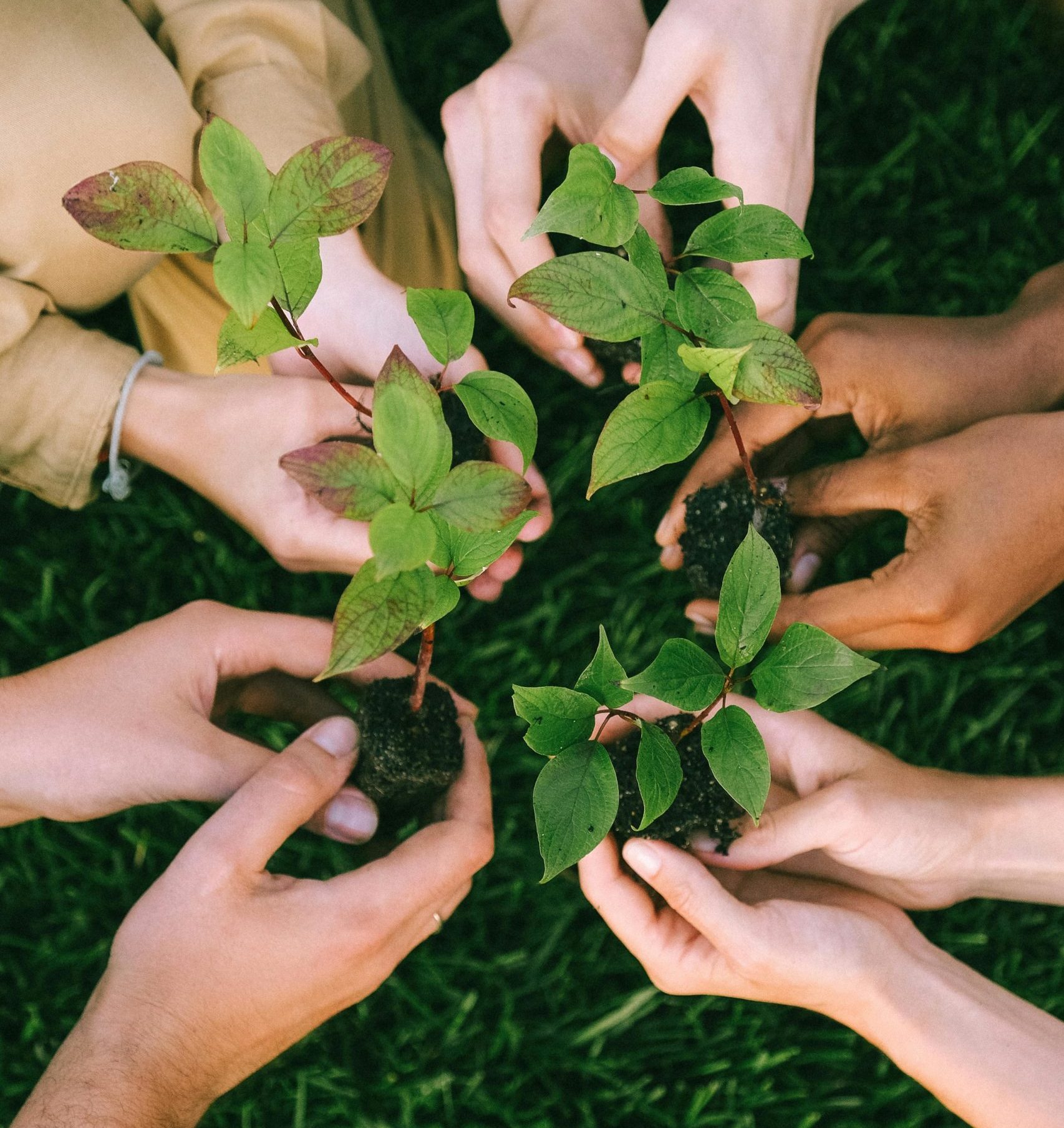 community working together with plants